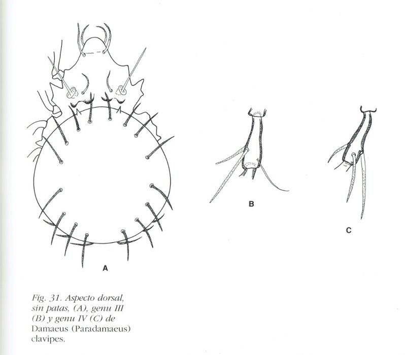 D. clavipes_1.jpg