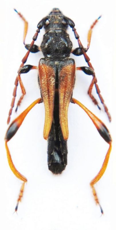 Stenopterus sp. - Kopie.JPG