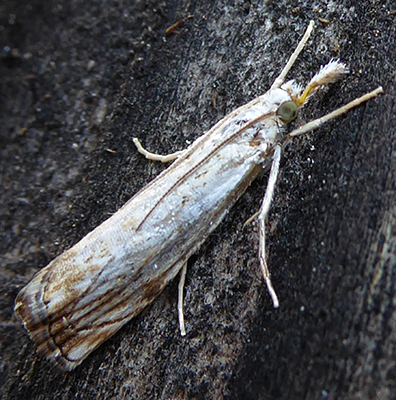 Unidentified_moth_Maso_Filzerhof_02.jpg