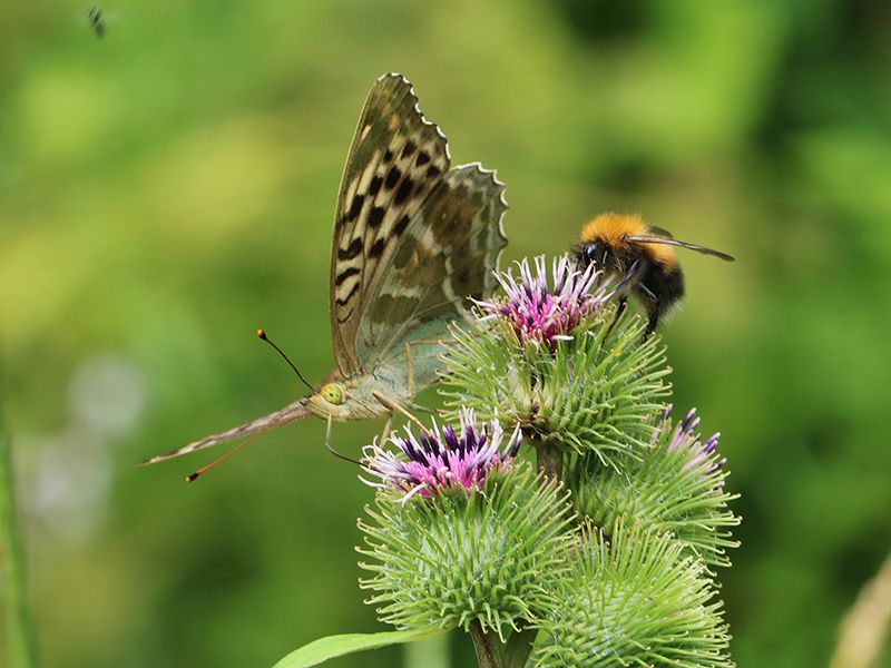 argynnis_paphia_valesina_ei_8825.jpg