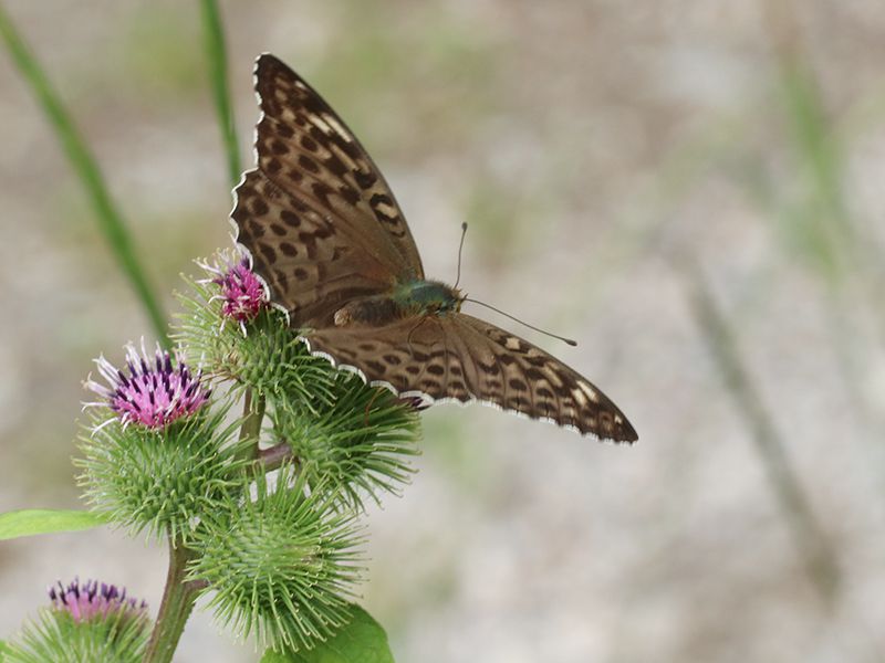 argynnis_paphia_valesina_ei_8831.jpg