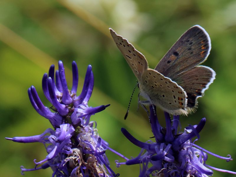 lycaena_subalpina_s_8296.jpg