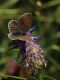 lycaena_subalpina_s_8302.jpg