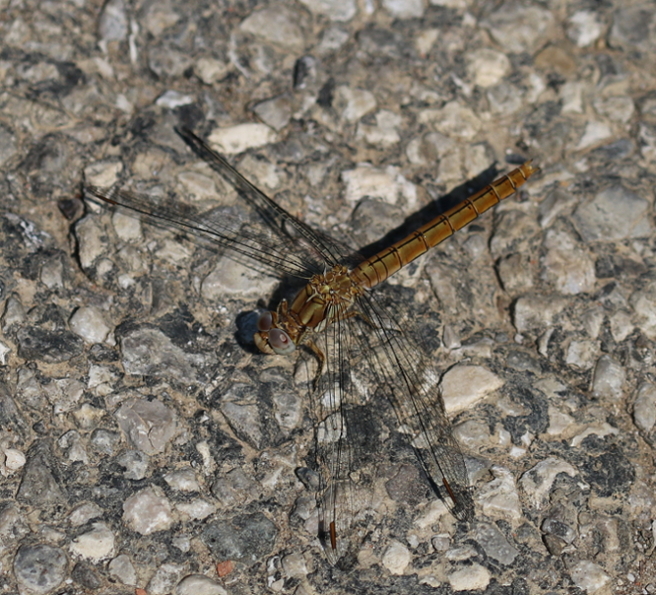 IMG_6203_Dragonfly_Q_Orth_brunneum_f_-sm.JPG