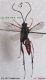 n° 3999 Hoplismenus axillatorius M - Flickr.jpg