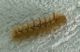Larva-3.jpg
