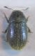 Phloeotribus 2 001 A.jpg