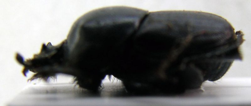 onthophagus 10.jpg