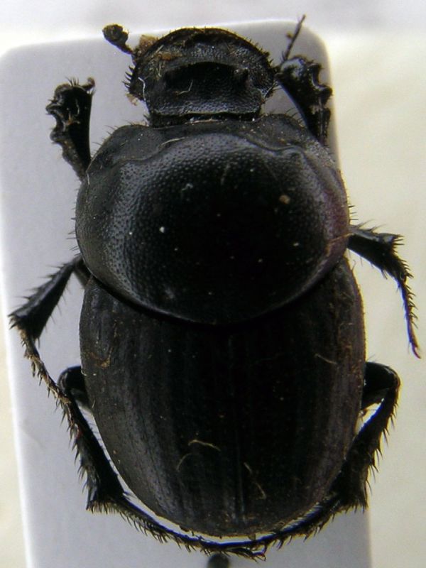 onthophagus.jpg