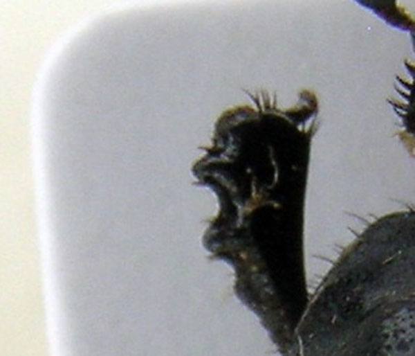 onthophagus1.jpg