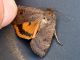 Noctua_sp (3).jpg