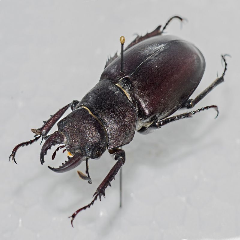 Lucanus tetraodon-min.jpg