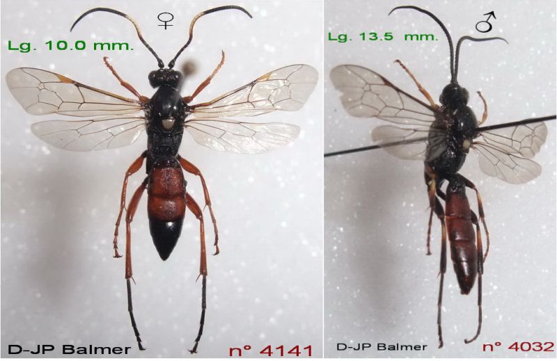 n° 4032 M + 4141 F  Ctenichneumon inspector - Flickr.jpg