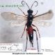 n° 4623 Exephanes ischioxanthus F - ma clé - Forum + Flickr.jpg