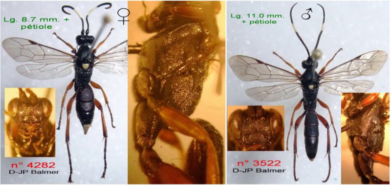 n° 3522 M + 4282 F - Vulgichneumon saturatorius (L. 1758).jpg