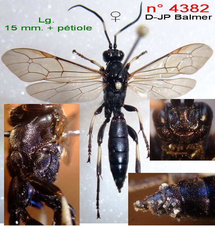 n° 4382 Stenichneumon militarius F - Forum.jpg