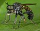Choerades marginata.jpg