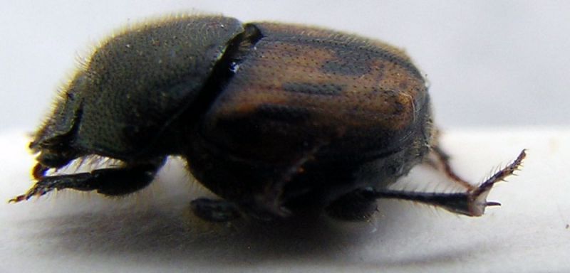 piccolo onthophagus.jpg