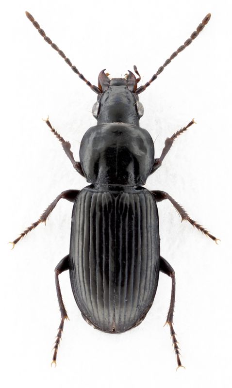 Pterostichus-cf-diligens.jpg