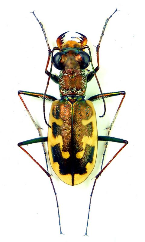 Ceph. tibialis  nuessleri_fei.jpg