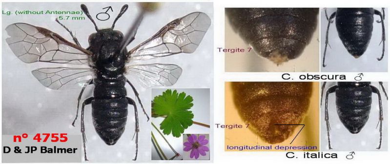 n° 4755 - Corynis italica M + Geranium molle - E-Observations - Lg. 990.jpg