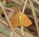 Haematopis grataria.JPG