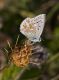 polyommatus_eros_s_8277.jpg