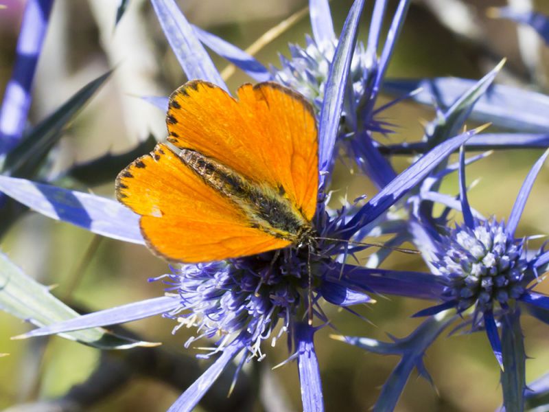 Lycaena_virgaureae_s_8770.jpg