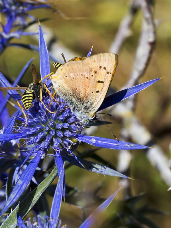 Lycaena_virgaureae_s_8788.jpg