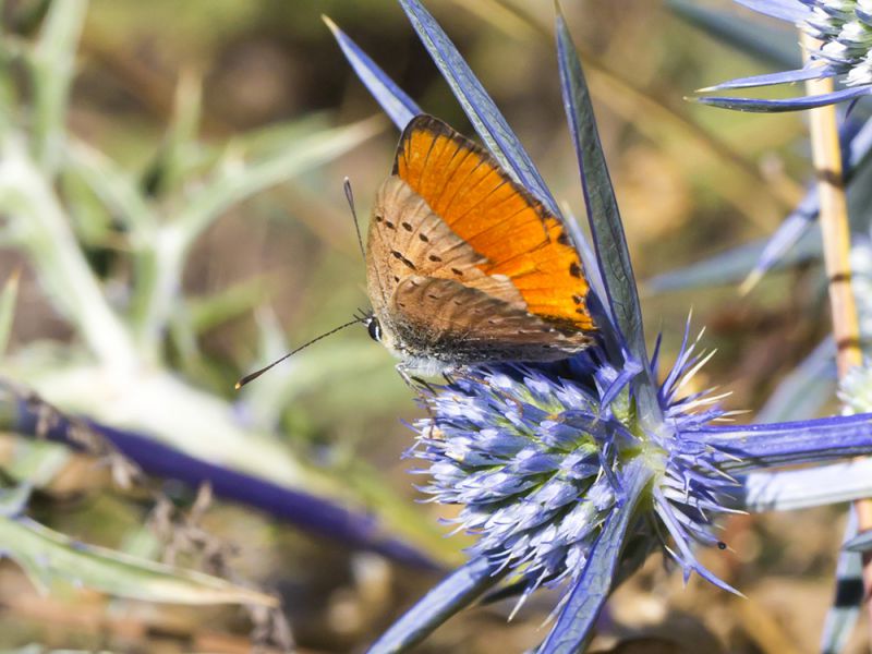 Lycaena_virgaureae_s_8816.jpg