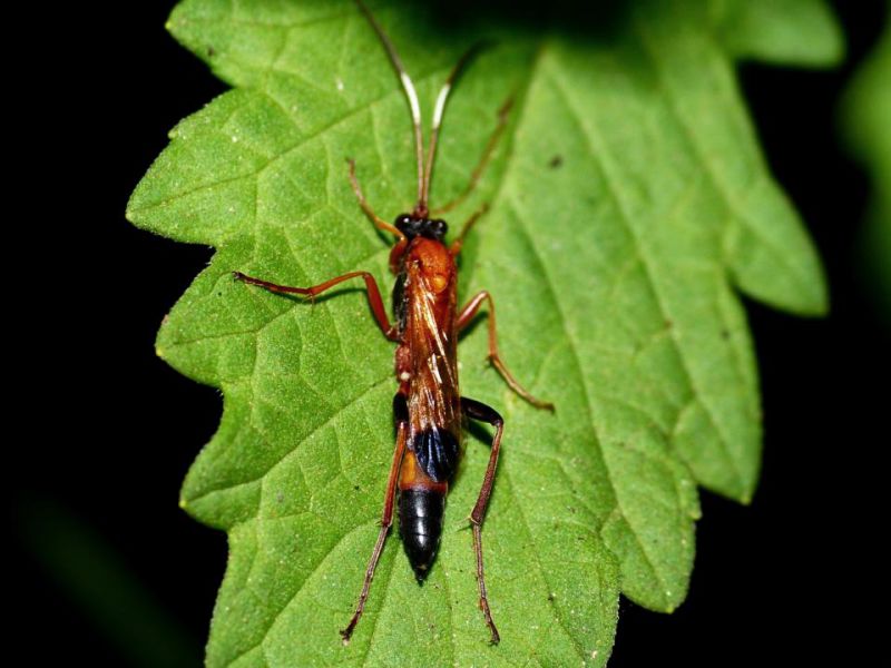 ichneumonidae e.jpg