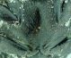 Gibbosus F.jpg