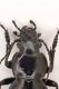 Carabus (Lamprostus) calleyi pseudoprasinus n araxenus 1.2.JPG
