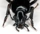 Carabus (Lamprostus) calleyi pseudoprasinus n araxenus 1.3.JPG