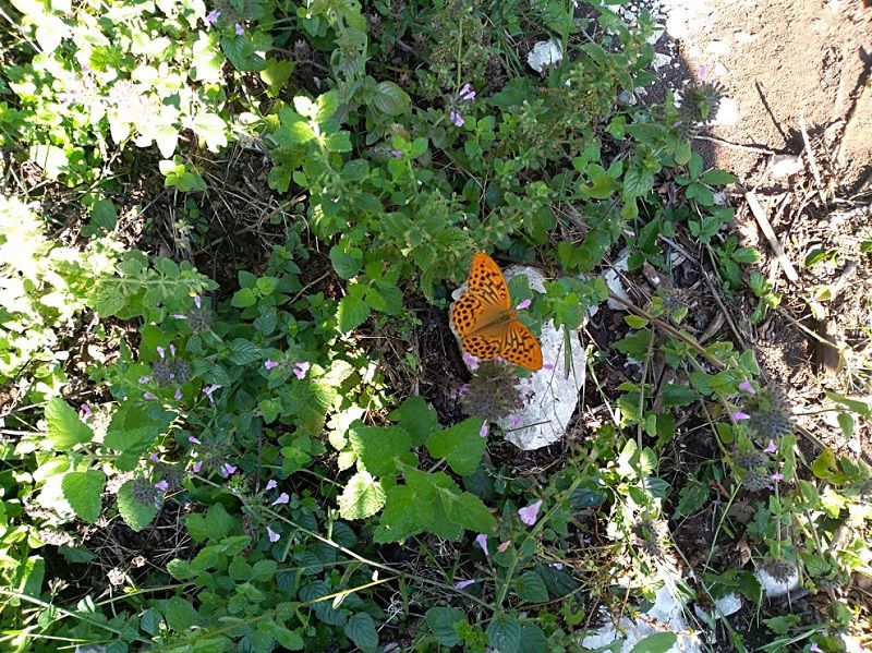 argynnis_adippe_2.jpg