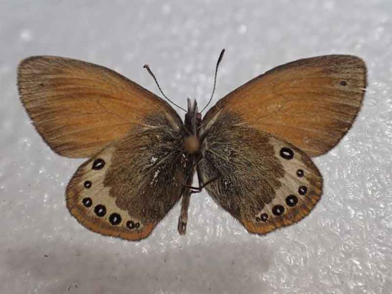 20170616-Coenonympha-sp-♂-Mt-Crostis.JPG