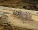 Trichoferus_machadoi_female.JPG
