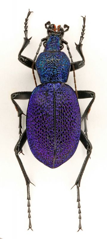 Carabus (Procerus) scabrosus crimeanus, Stariy Krym, 2018.07.01.JPG