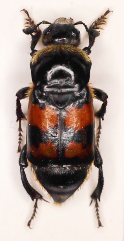 Nicrophorus sp., Tsaghkadzor, 2018.07.20.JPG