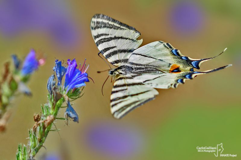 iphiclides podalirius92.jpg