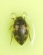 Stictonectes optatus 0.JPG