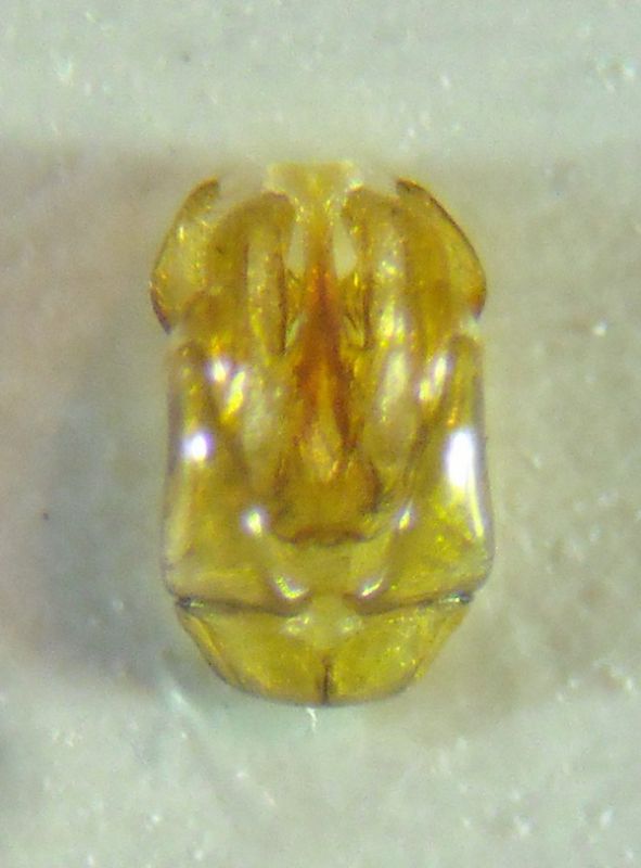 Epeolus 004 A.jpg