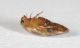 Laccophilus sp 4.JPG