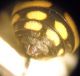 Epeolus 006 A.jpg