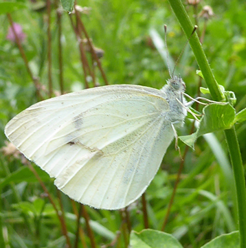 Unidentified_Pieridae_Palù_del_Fersina.jpg