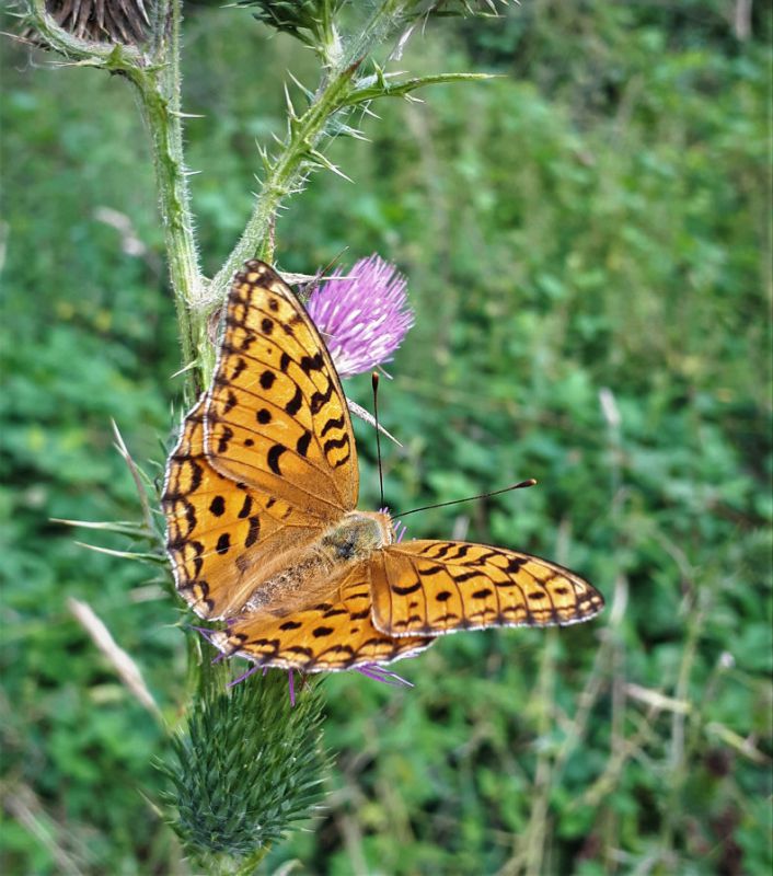 Argynnis (1).jpg