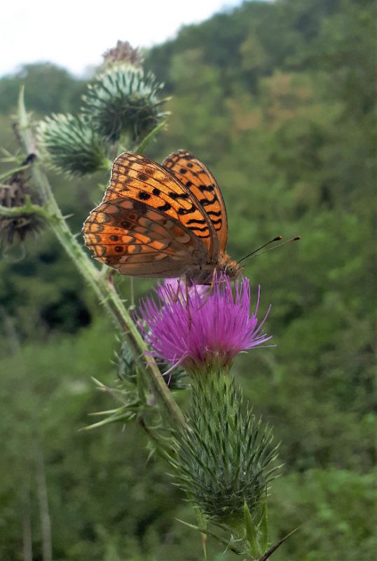 Argynnis (2).jpg