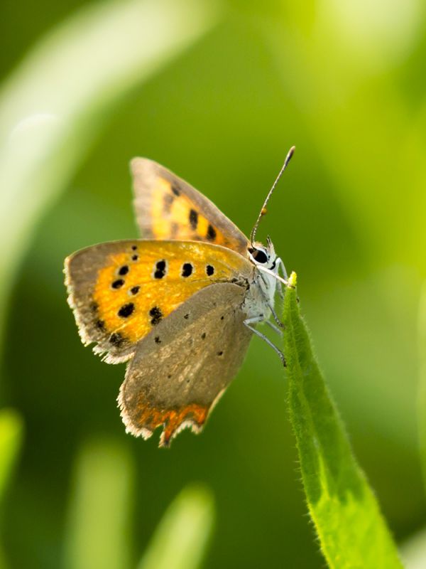 Lycaena_alciphron_s_9300.jpg