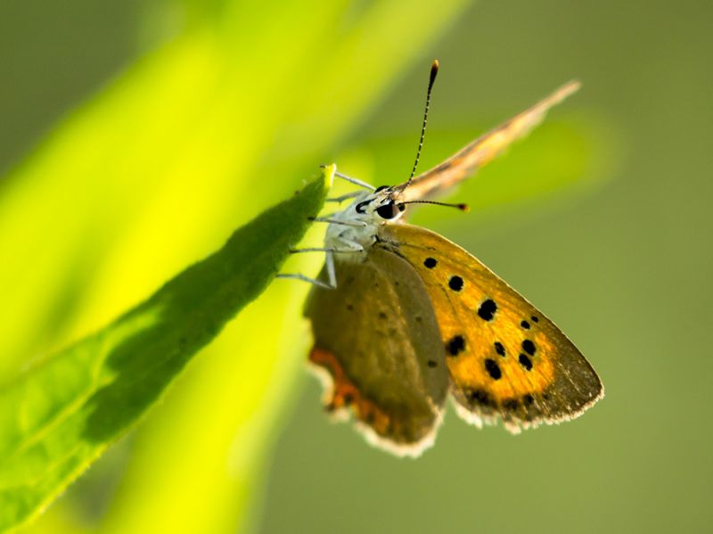 Lycaena_alciphron_s_9305.jpg