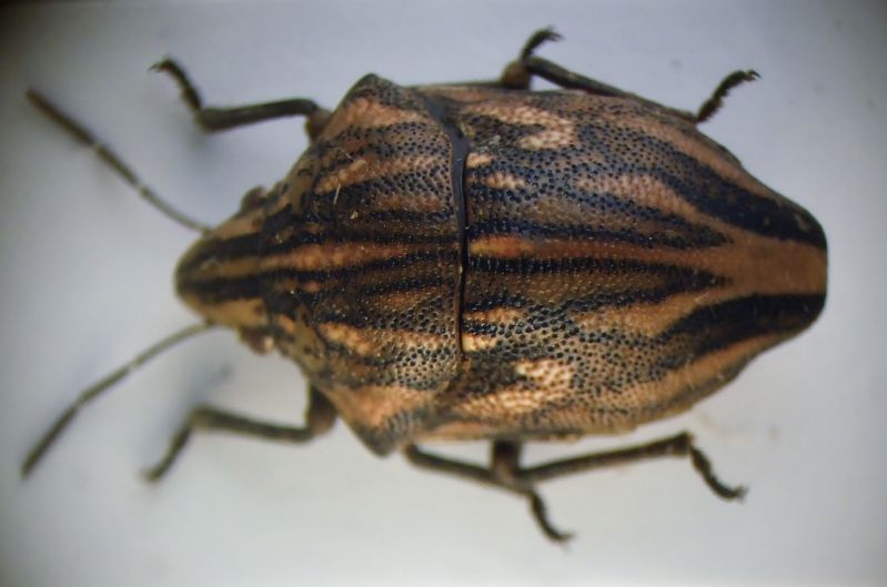 odontotarsus 006.JPG